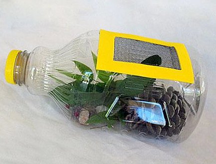 How to Make a Juice Bottle Bug Catcher